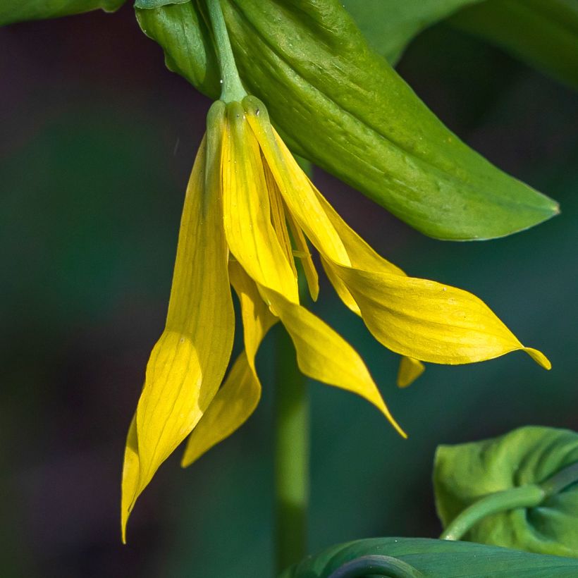 Uvularia grandiflora (Fioritura)