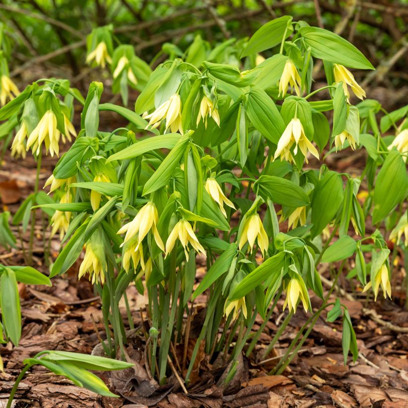 Uvularia grandiflora (Porto)