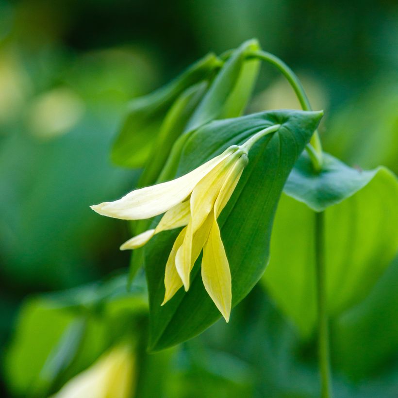 Uvularia grandiflora var. pallida (Fioritura)