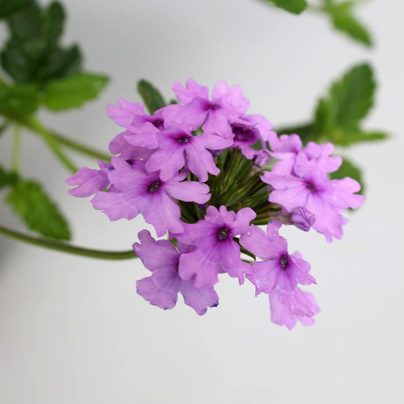 Glandularia Seabrook's Lavender (Fioritura)