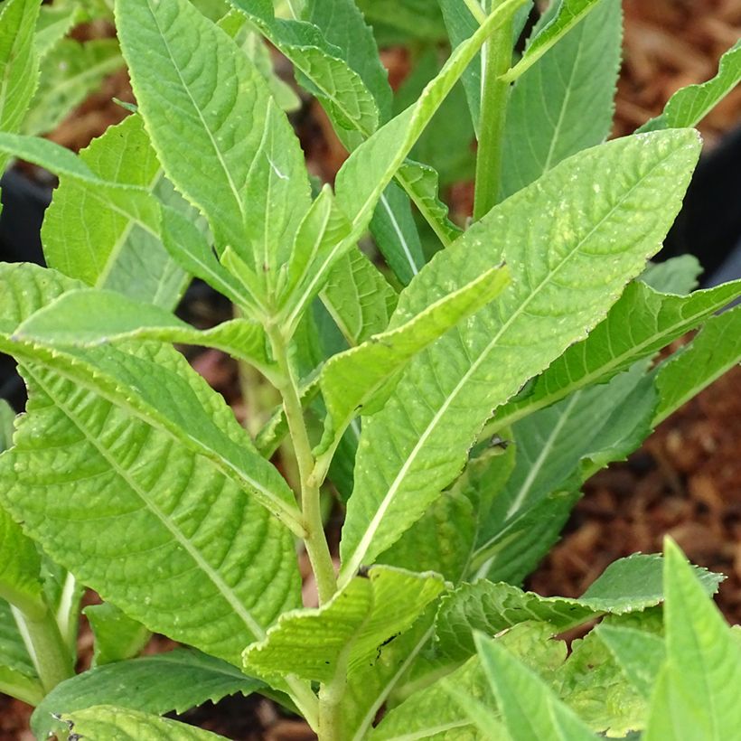 Vernonia noveboracensis White Lightning (Fogliame)