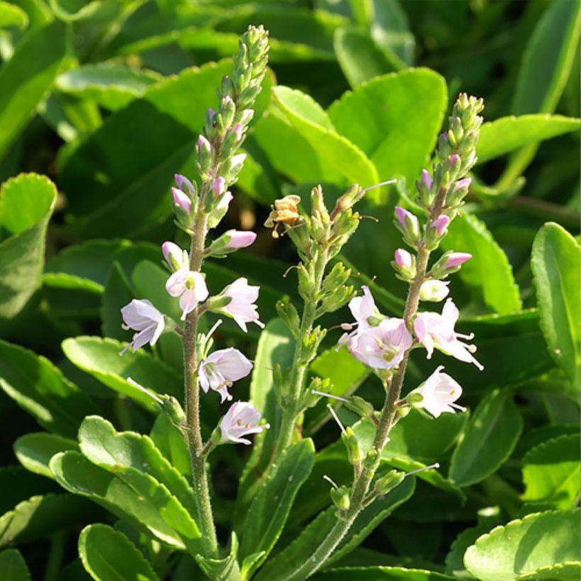 Veronica Kentish Pink (Fioritura)