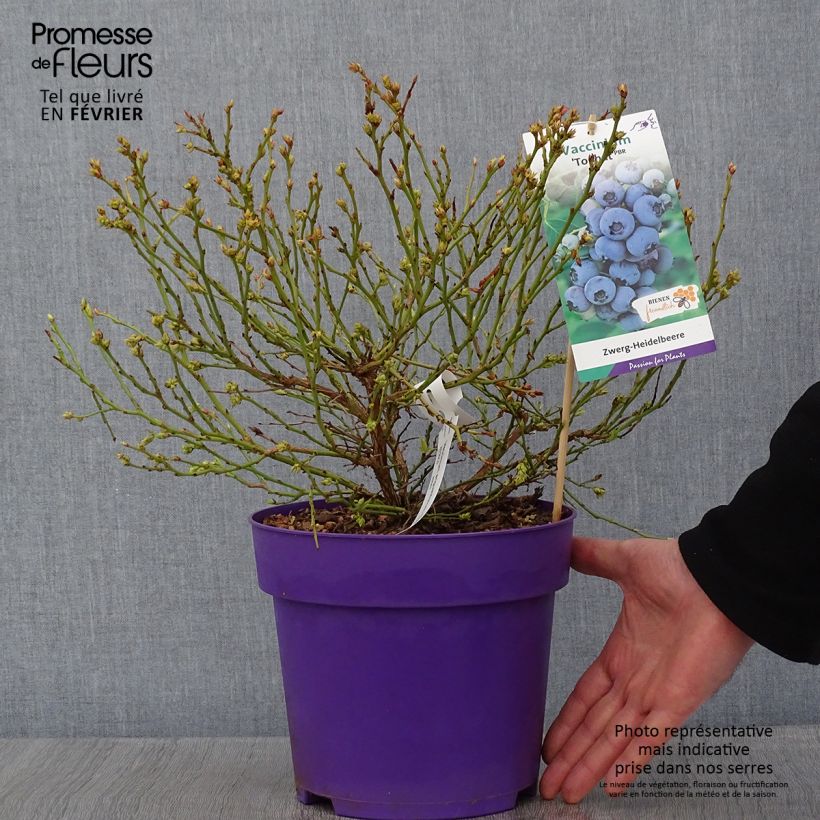 Vaccinium Tophat - myrtillier d'Amérique Pot de 4L/5L esemplare consegnato in inverno