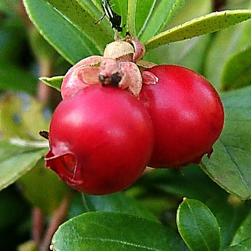 Vaccinium macrocarpon - Mirtillo rosso americano (Raccolta)