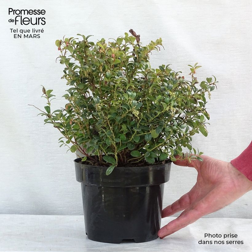 Vaccinium vitis-idaea Fireballs Pot de 2L/3L esemplare consegnato in inverno