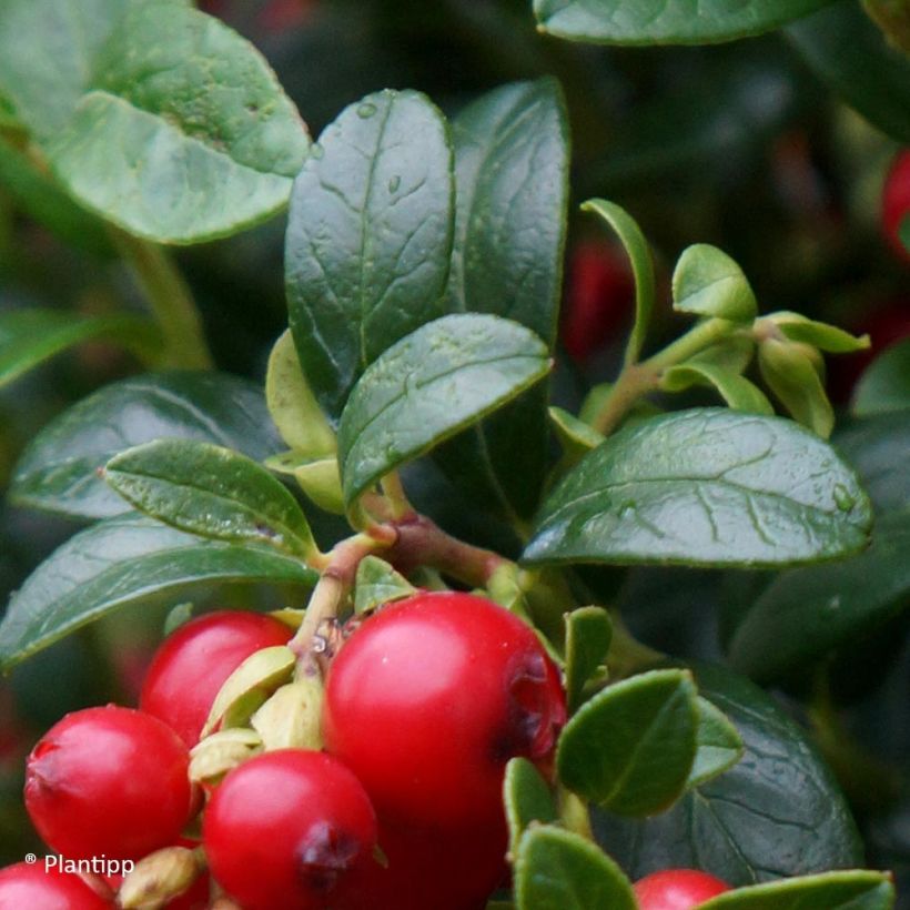 Mirtillo rosso - Miss Cherry 'Meliro' (Fogliame)