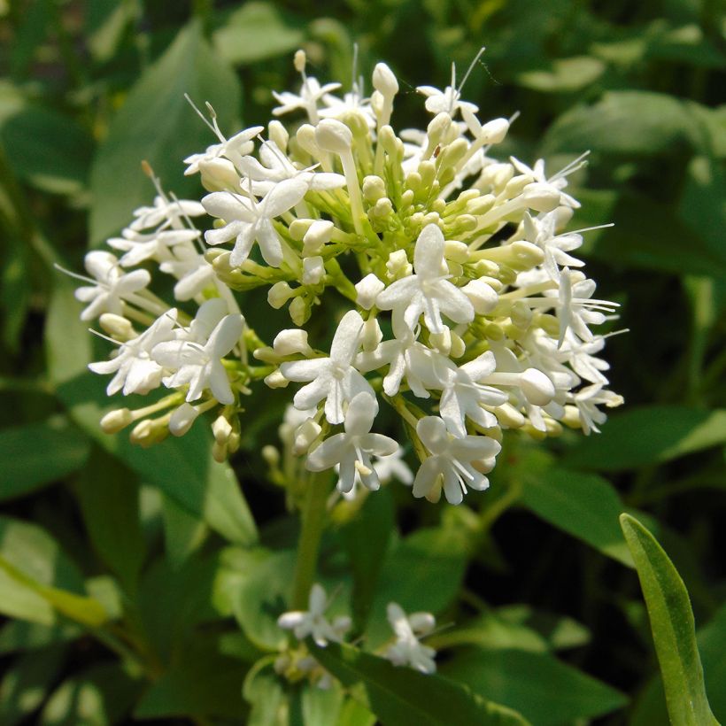 Centranthus ruber Albus - Valeriana bianca (Fioritura)