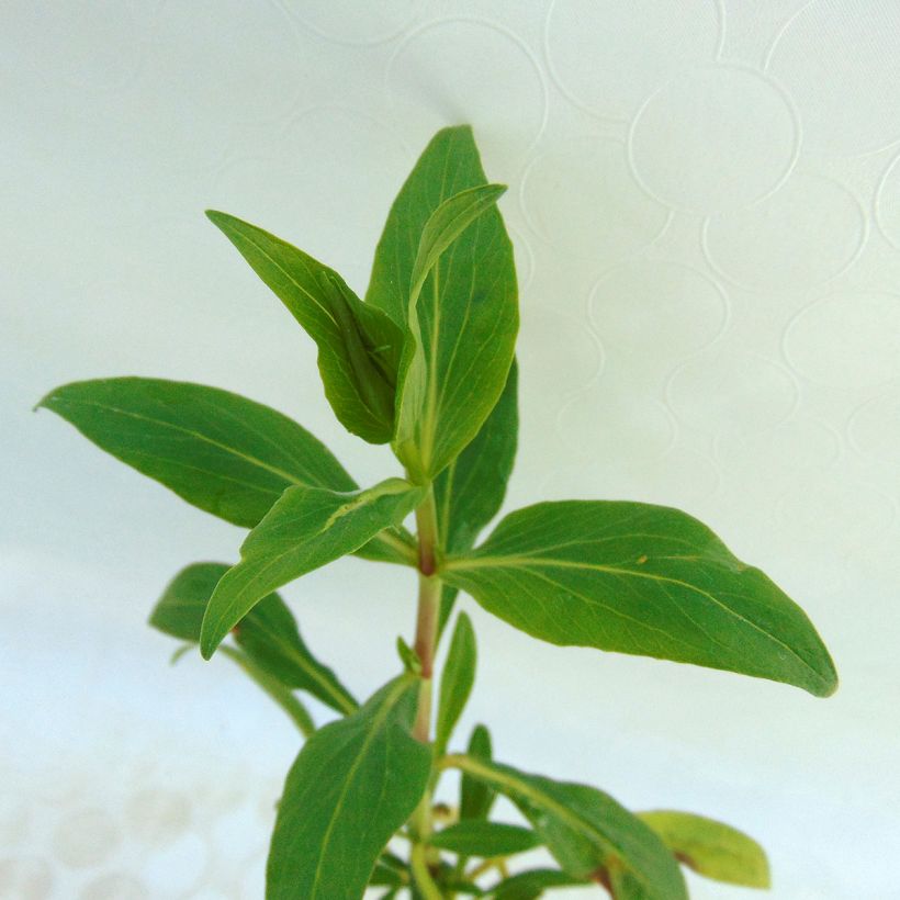 Centranthus ruber - Valeriana rossa (Fogliame)