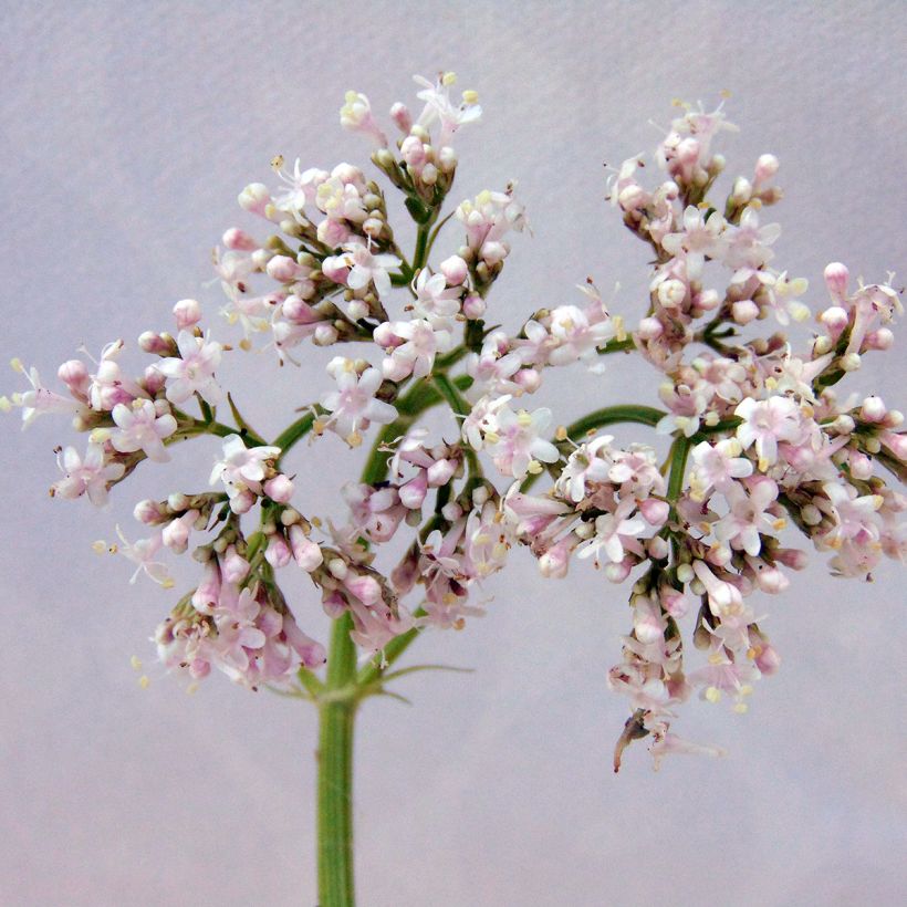 Valeriana officinalis - Valeriana comune (Fioritura)