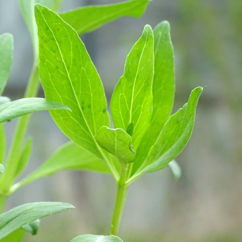 Centranthus ruber Coccineus - Valeriana rossa (Fogliame)