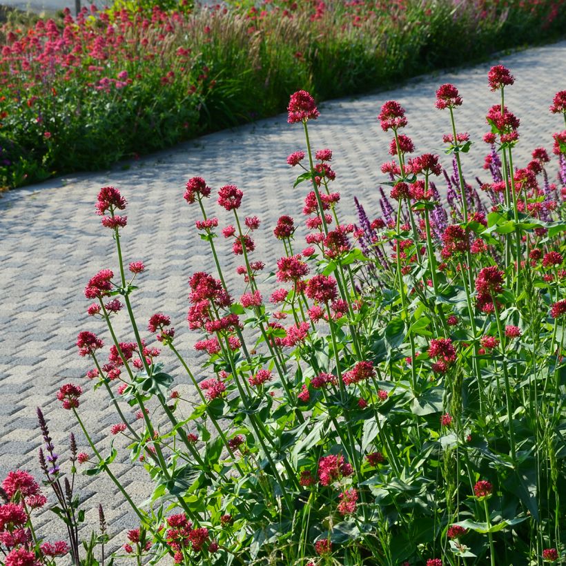 Centranthus ruber Coccineus - Valeriana rossa (Porto)