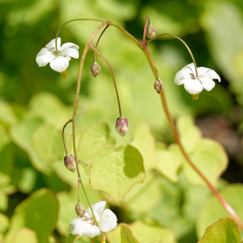 Vancouveria hexandra (Fioritura)