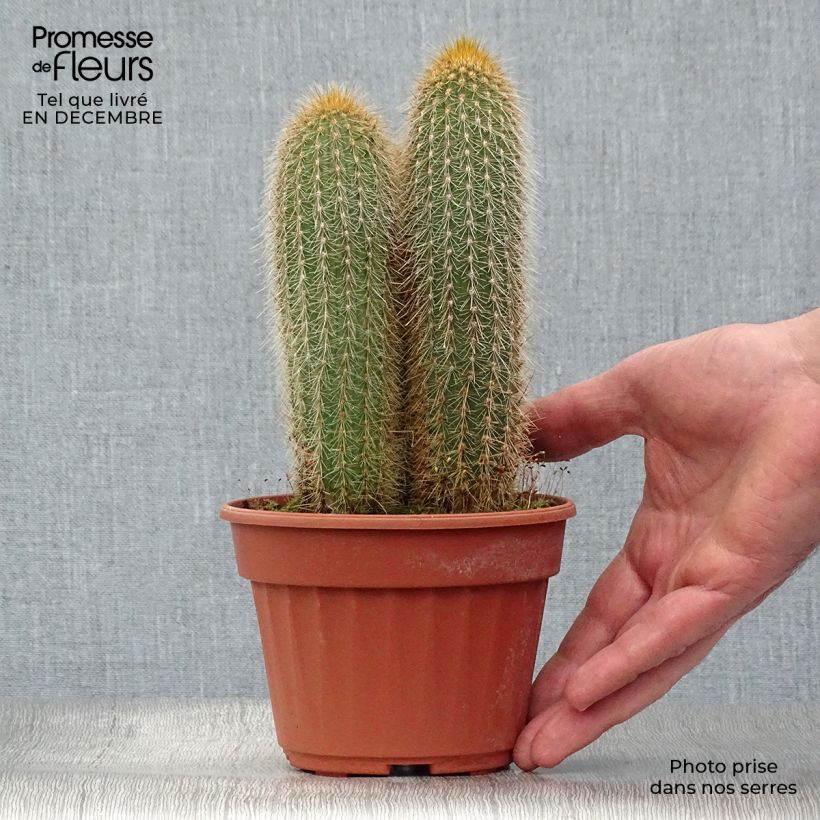 Vatricania guentheri - Cactus cierge Pot de 13 cm esemplare consegnato in inverno