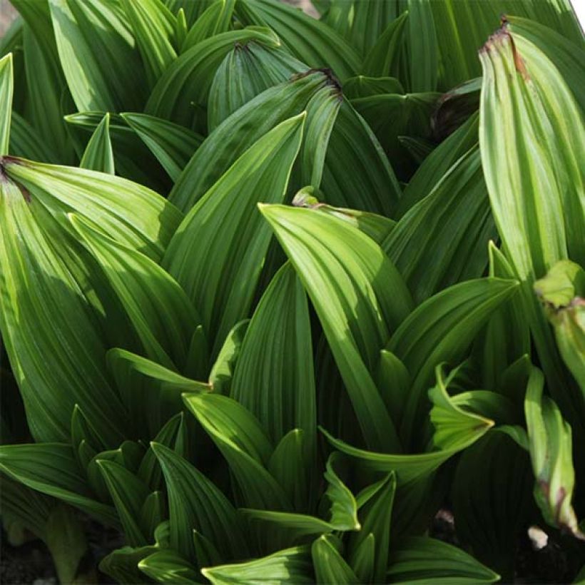 Veratrum nigrum - Veratro nero (Fogliame)