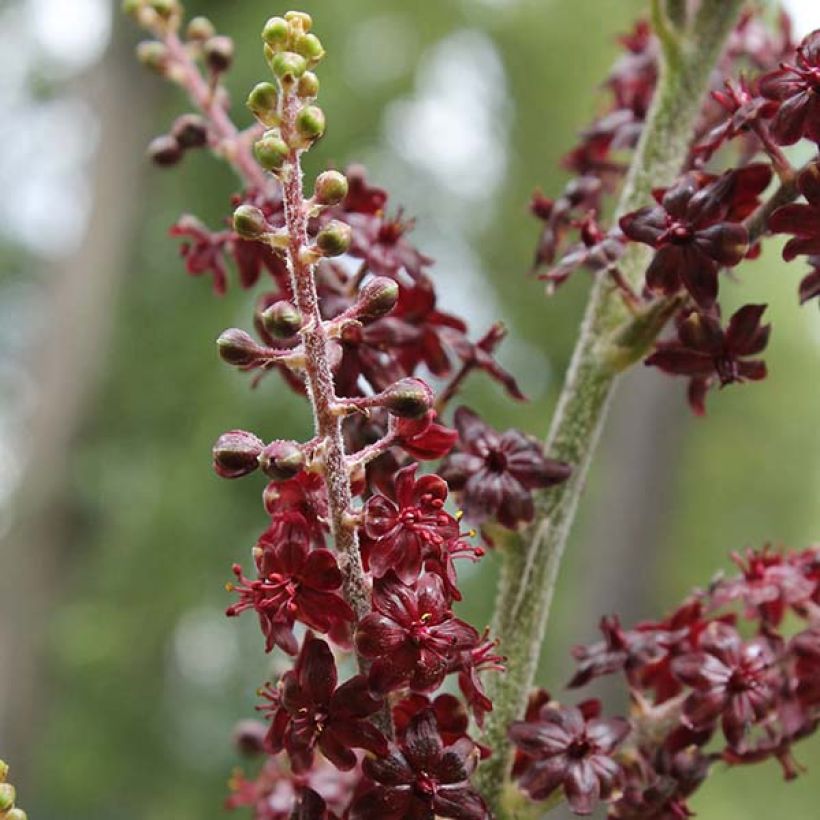 Veratrum nigrum - Veratro nero (Fioritura)