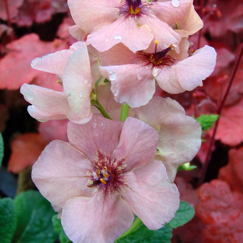 Verbascum Jackie - Verbasco (Fioritura)