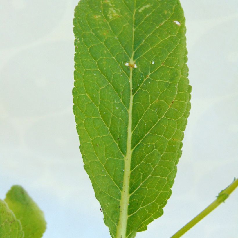 Verbascum Rosie - Verbasco (Fogliame)