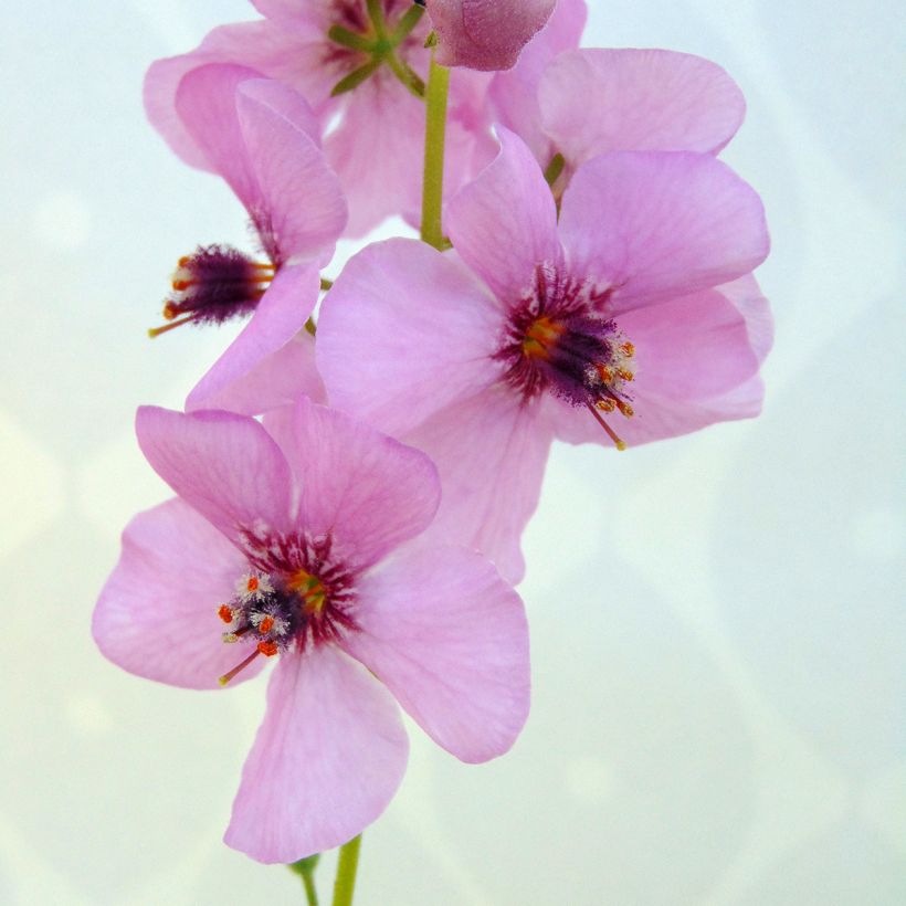 Verbascum Rosie - Verbasco (Fioritura)