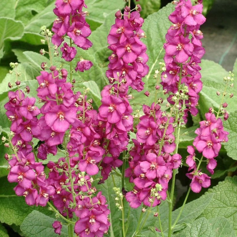 Verbascum Royalty - Verbasco (Fioritura)