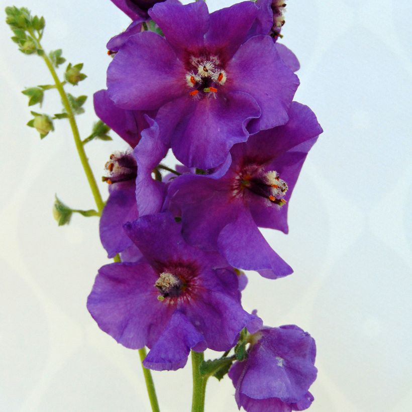 Verbascum Sugar Plum - Verbasco (Fioritura)