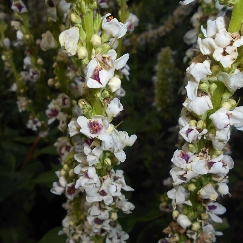 Verbascum chaixii Album - Verbasco di Chaix (Fioritura)