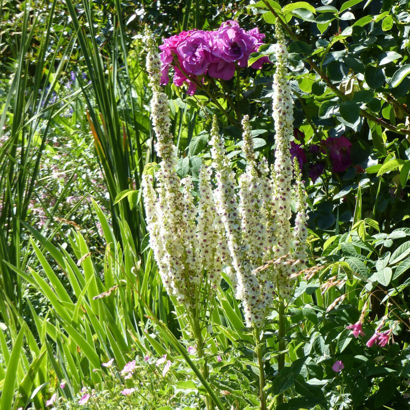 Verbascum chaixii Album - Verbasco di Chaix (Porto)