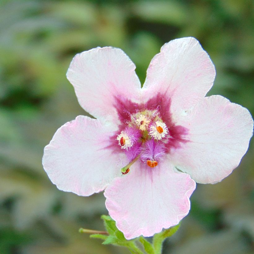 Verbascum Pink Domino - Verbasco (Fioritura)