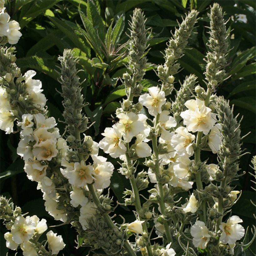 Verbascum phlomoides Spica - Verbasco barbarastio (Fioritura)