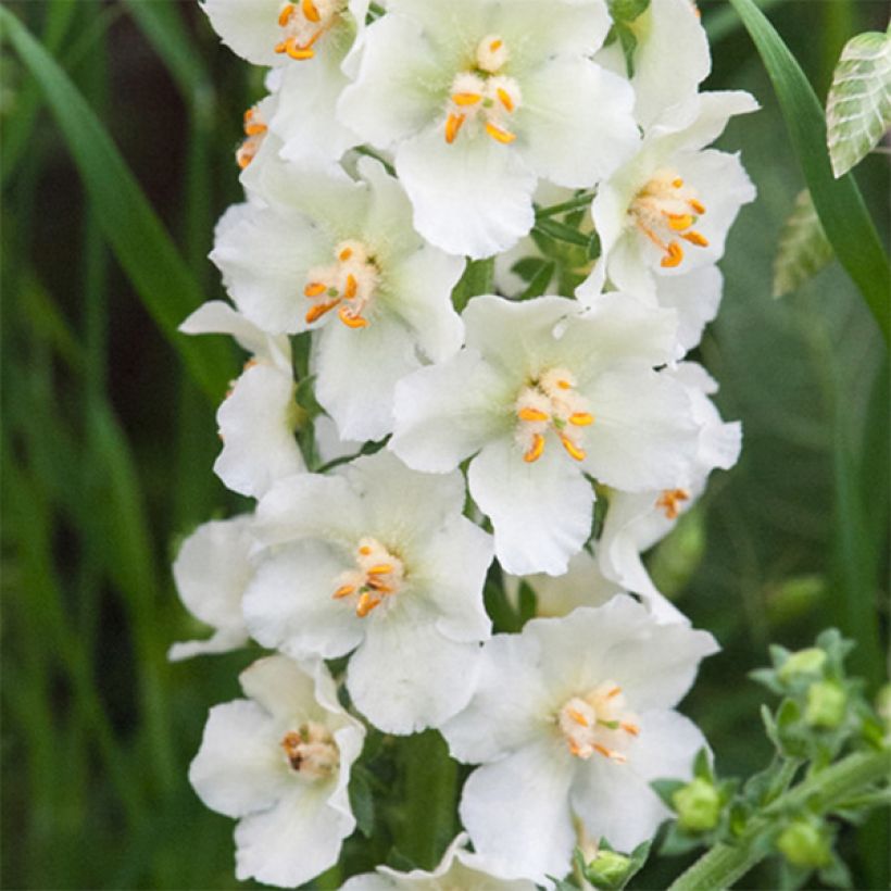 Verbascum phoeniceum Flush of White - Verbasco porporino (Fioritura)