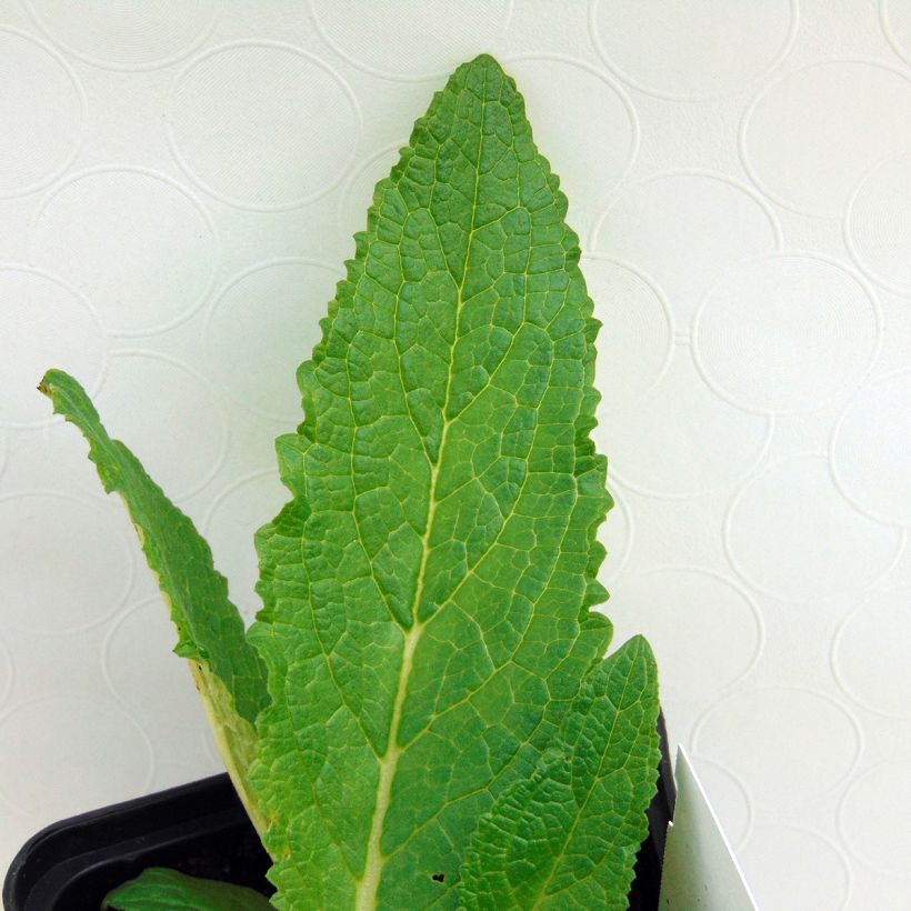 Verbascum phoeniceum Flush of White - Verbasco porporino (Fogliame)