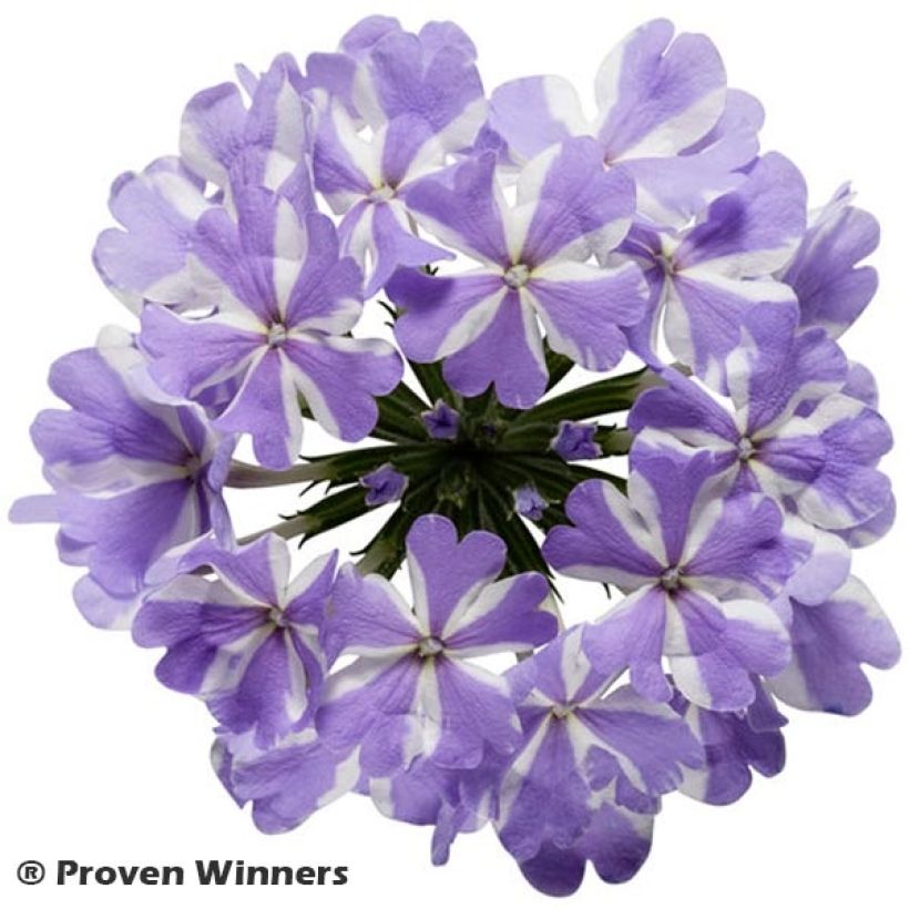 Verbena Virgo Lavender Star (Fioritura)