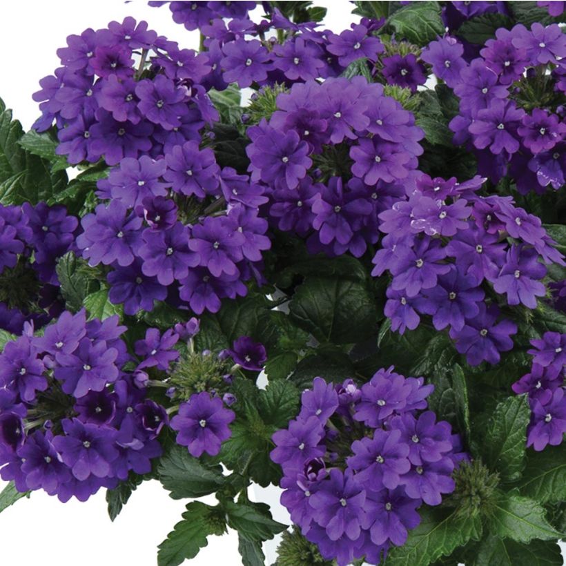 Verbena Virgo up Purple (Fioritura)