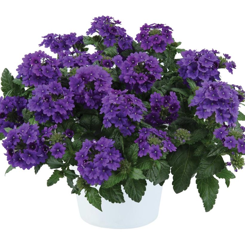 Verbena Virgo up Purple (Porto)