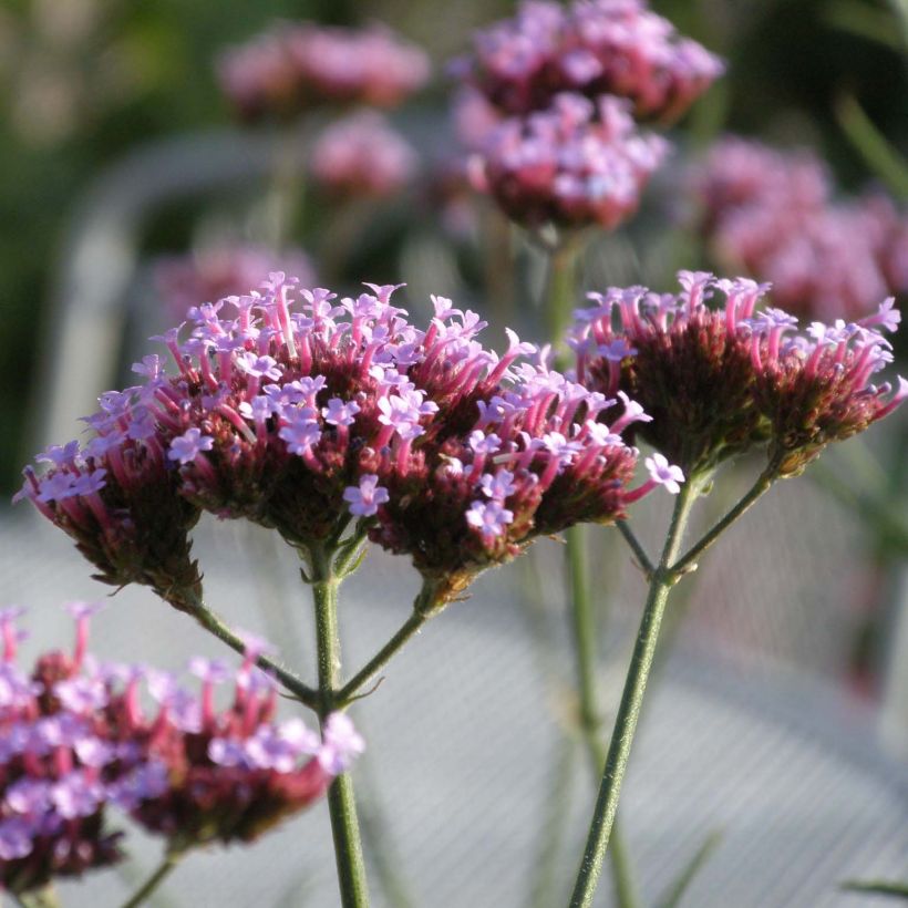 Verbena di Buenos Aires Lollipop (Fioritura)