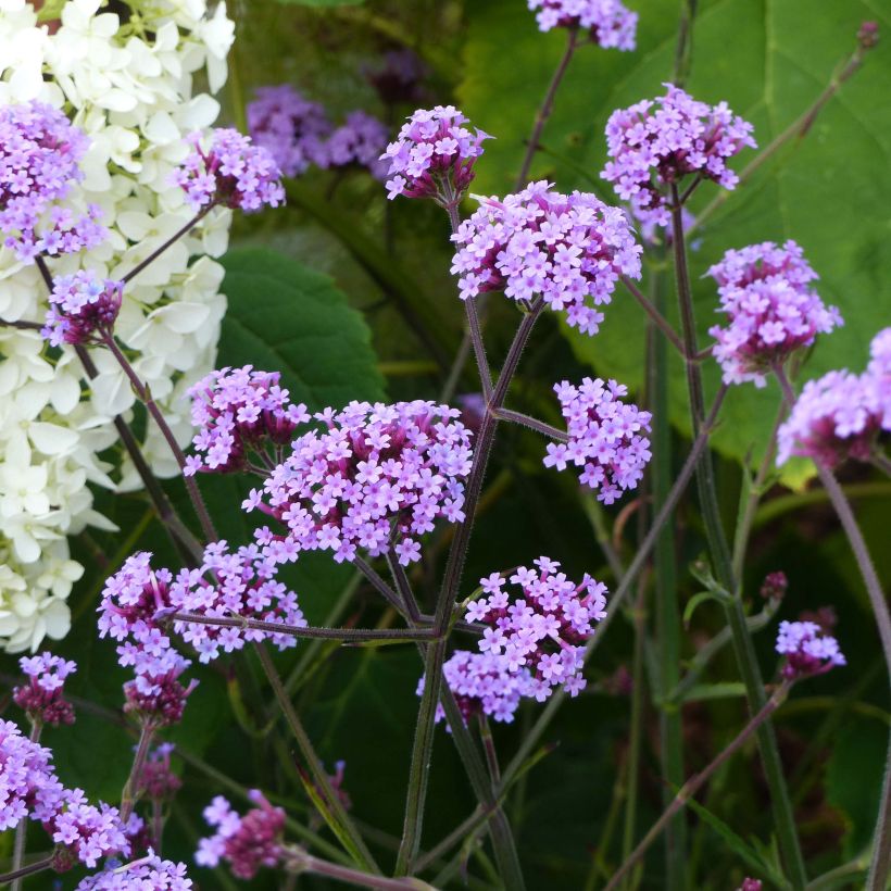 Verbena di Buenos Aires Lollipop (Porto)