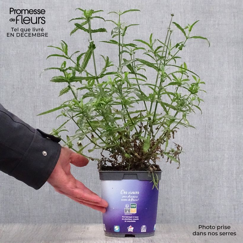 Verbena bonariensis Lollipop en pot de 2L/3L - Verveine de Buenos Aires naine esemplare consegnato in inverno