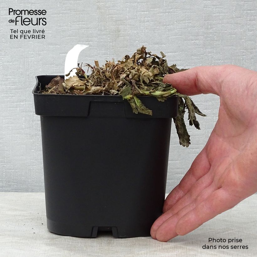 Verbena bonariensis -  Verveine de Buenos Aires en pot de 2/3 litres esemplare consegnato in inverno