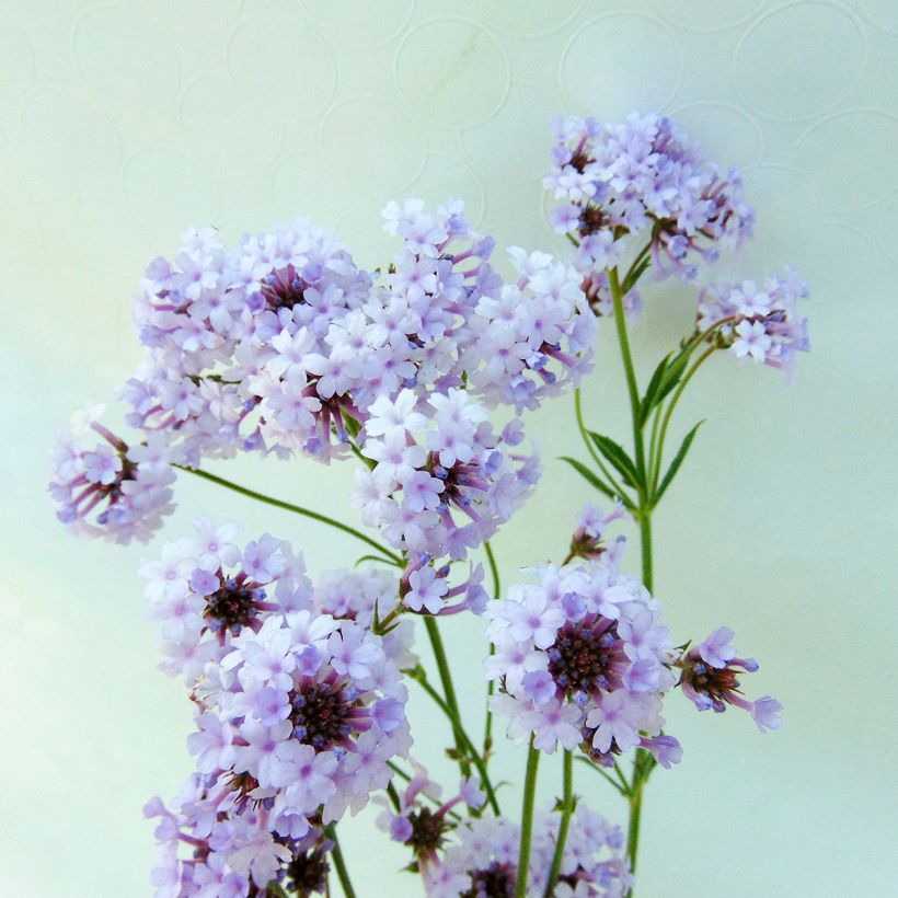 Verbena rigida Polaris (Fioritura)