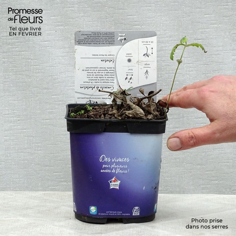 Verbena rigida Venosa - Verveine rugueuse en pot de 2L/3L esemplare consegnato in inverno