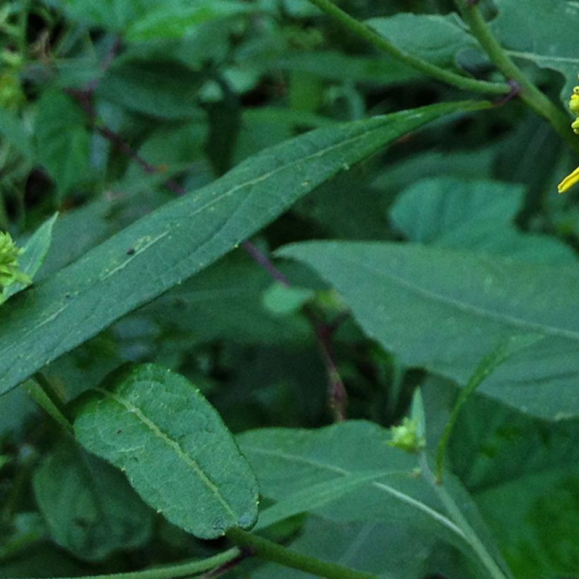 Verbesina alternifolia (Fogliame)