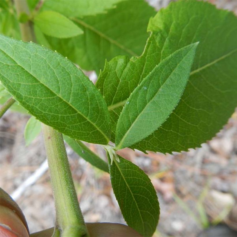 Vernonia baldwinii (Fogliame)