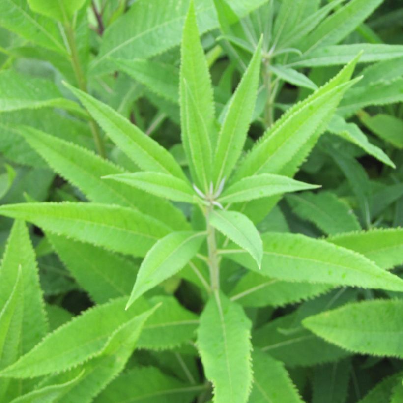 Vernonia crinita var. alba (Fogliame)