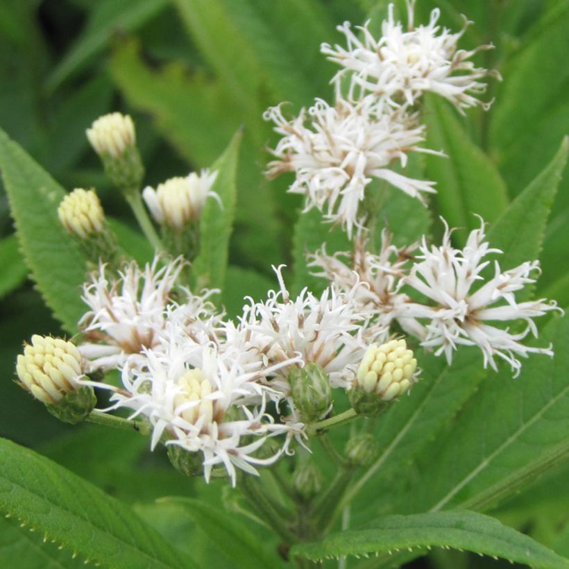 Vernonia crinita var. alba (Fioritura)