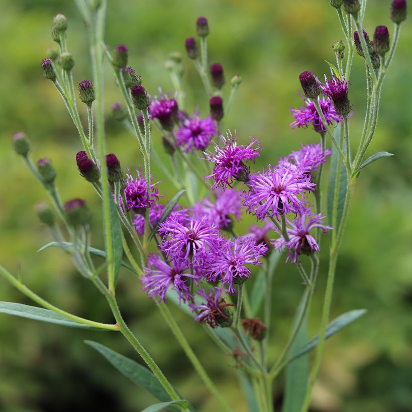 Vernonia crinita Vernonia crinita (Fioritura)