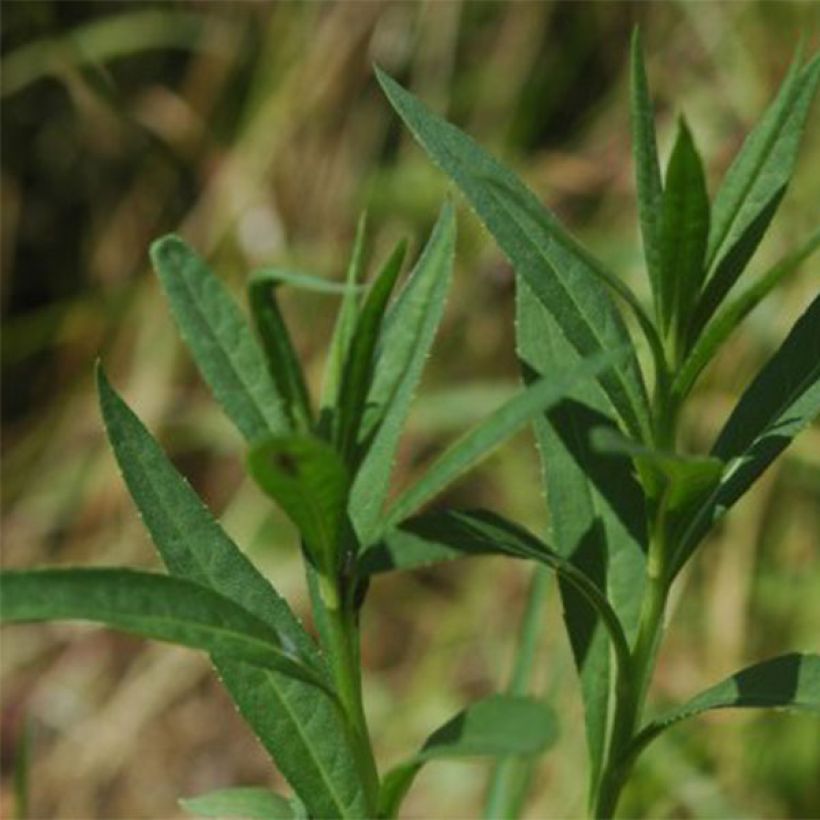 Vernonia fasciculata (Fogliame)