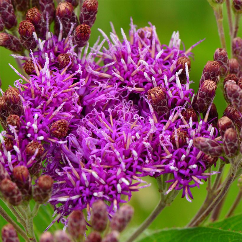 Vernonia fasciculata (Fioritura)