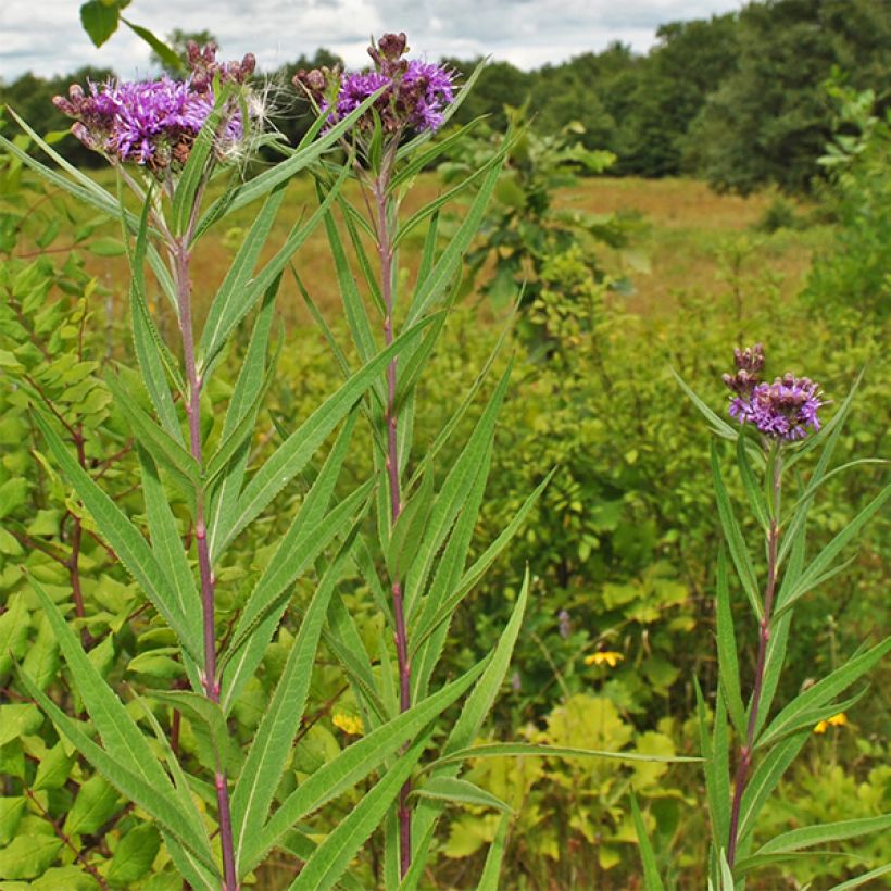 Vernonia fasciculata (Porto)