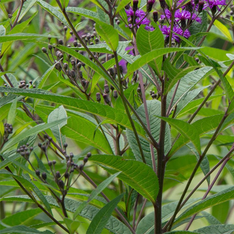 Vernonia noveboracensis (Fogliame)