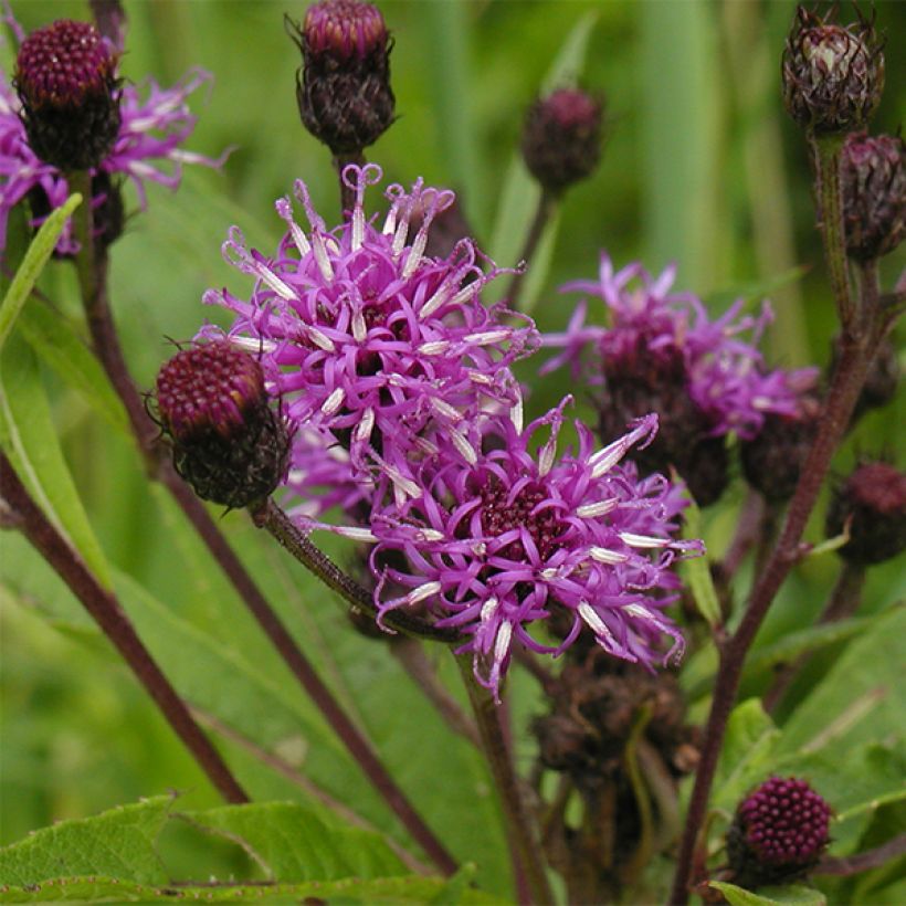 Vernonia noveboracensis (Fioritura)