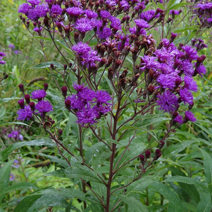 Vernonia noveboracensis (Porto)